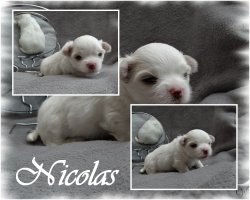 NICOLAS-230618